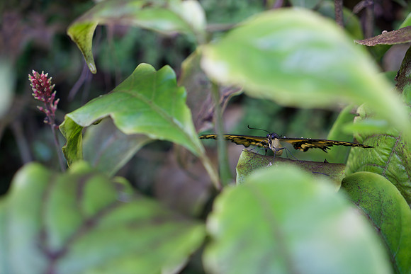 Butterfly 2. Miami, FL