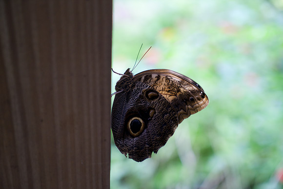 Butterfly 1. Miami, FL